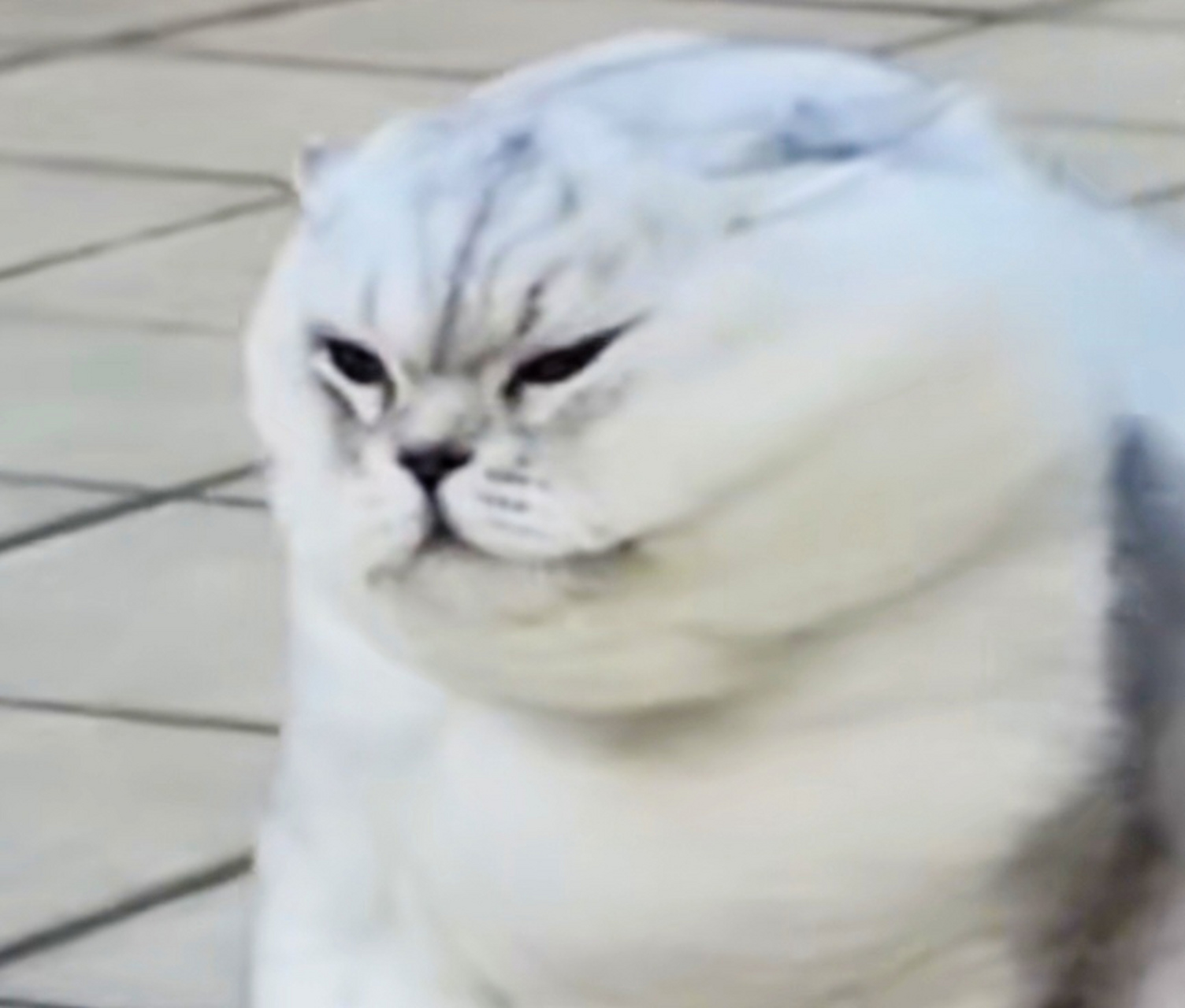 它被台风杜苏芮登陆前的大风吹得睁不开眼,但是"稳如泰山",看看这身膘