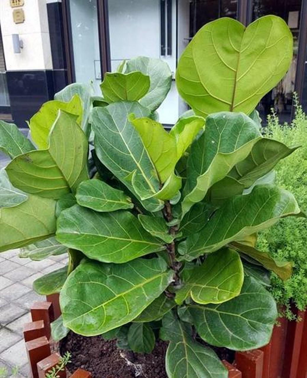 分享图片:大琴叶榕 属常绿乔木,茎干直立,极少分枝,叶片密集生长,叶片