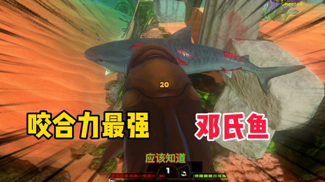 海底大猎杀:邓氏鱼的咬合力听说是海里最强的!