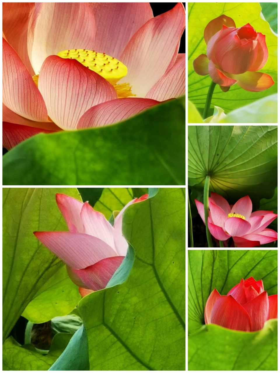 夏天的代表  荷花