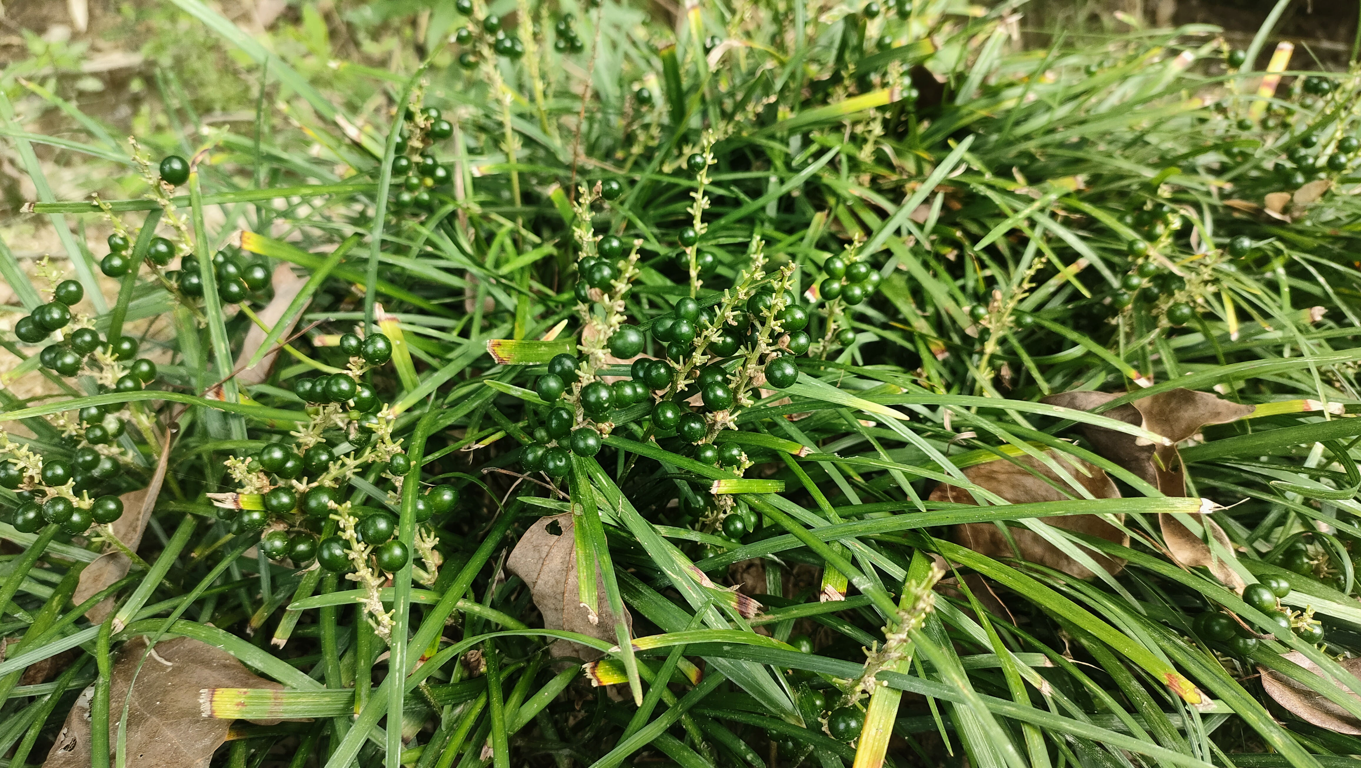 麦冬又叫禹韭,冬天叶片不枯萎