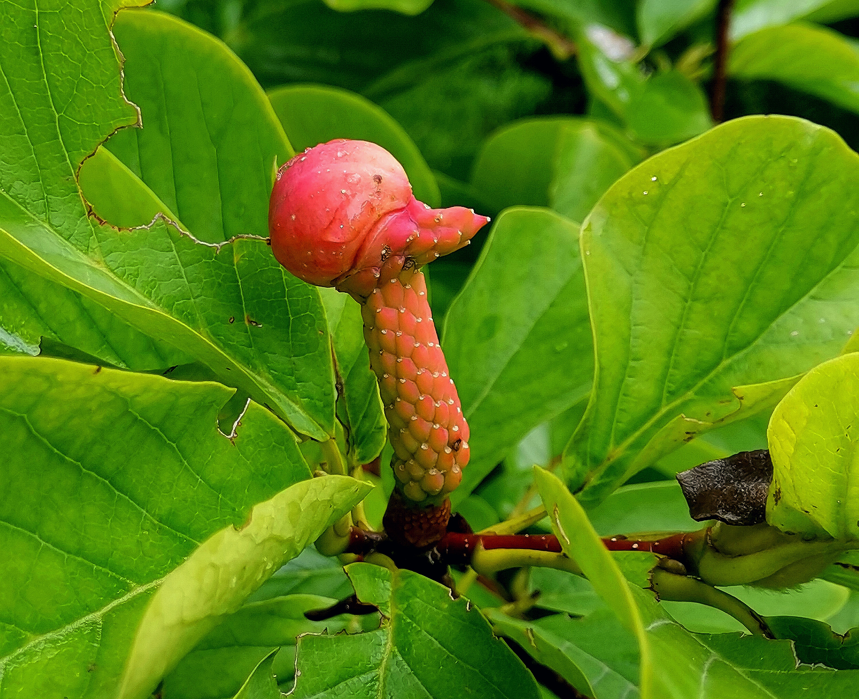 玉兰的果和花