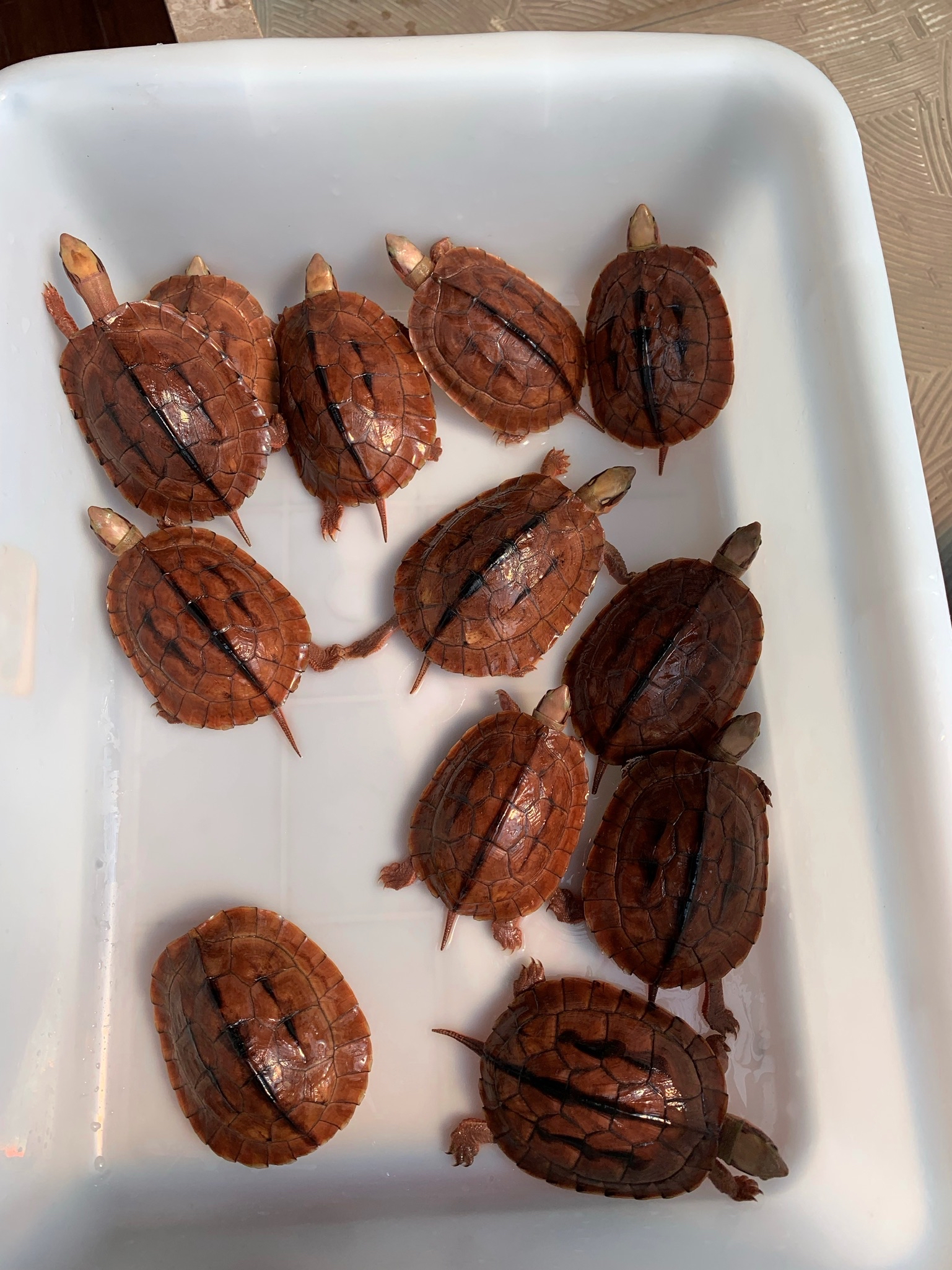 金钱龟越南米底碌长大啥样?分享给大家看看