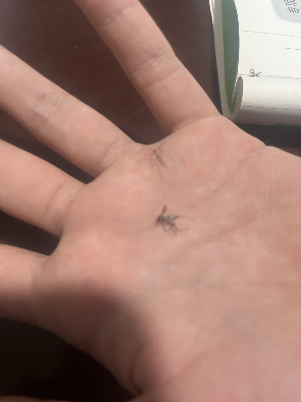 湖南的蚊子好有特点,个儿大,花腿花肚子,更好玩的是会掉色儿,把它拍扁