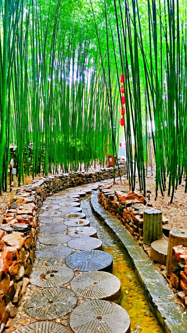 雨天竹林图片大全图片