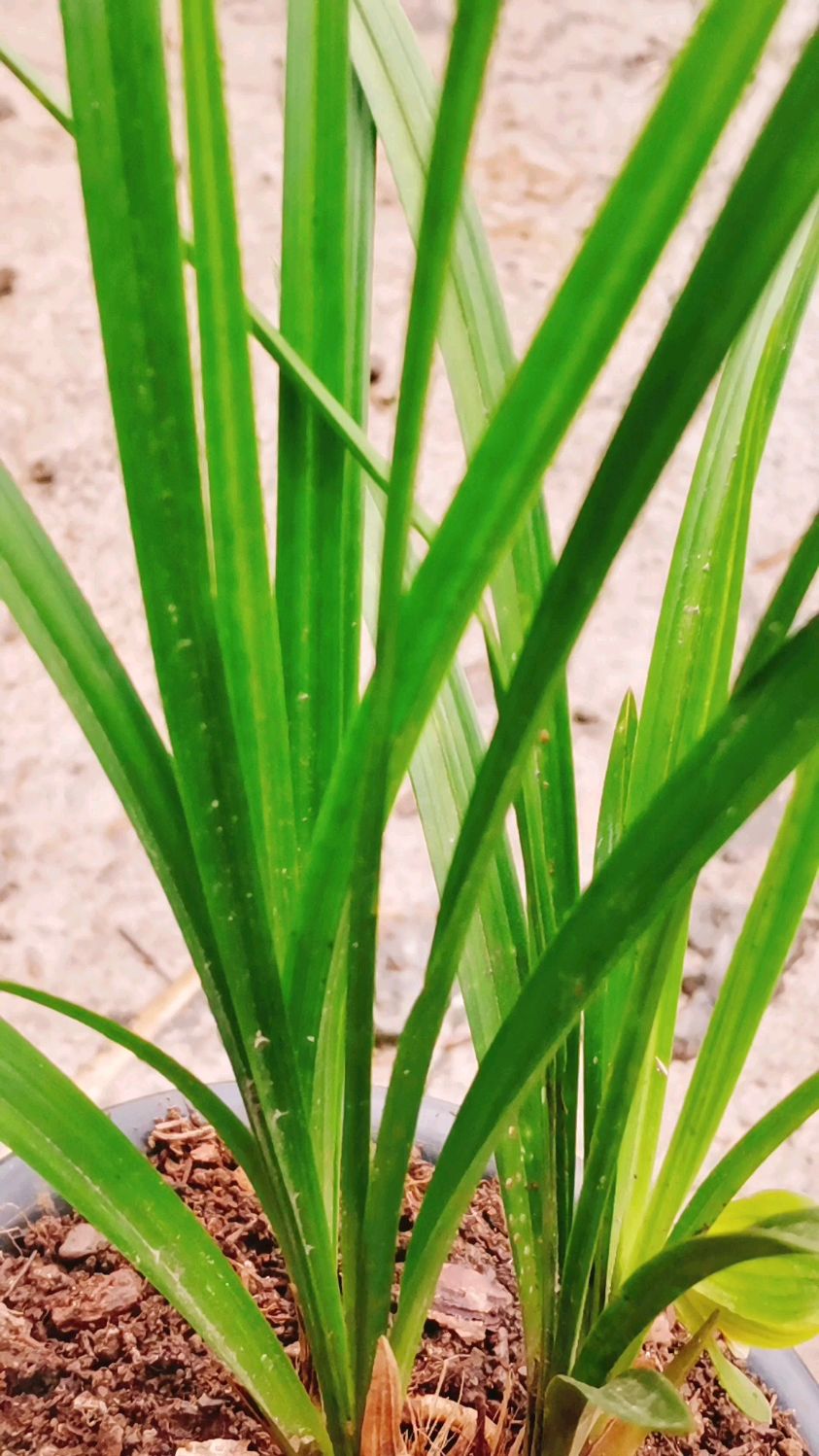 这种纯野生的下山兰荷瓣素花已经很少了,遇见就是缘,大家要好好收藏