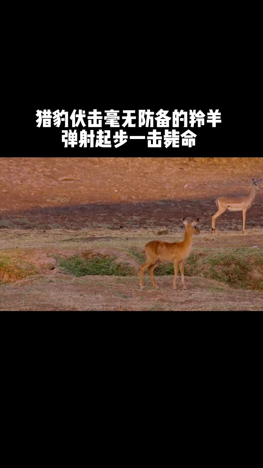 猎豹活吃羚羊图片