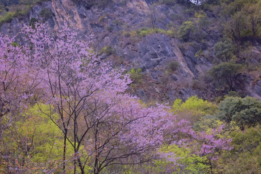 成都出发2天可来回,打卡中国最大野生紫荆花林,还能偶遇大熊猫