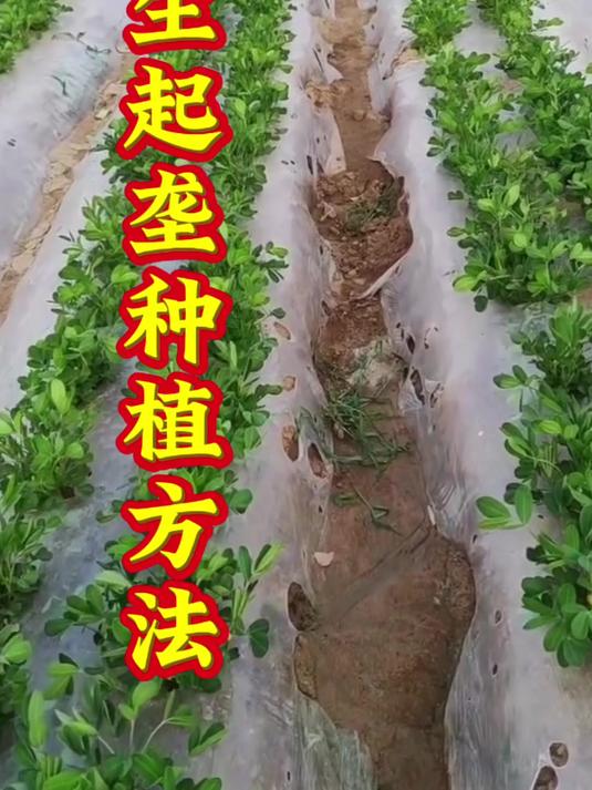 花生起垄种植技术图片