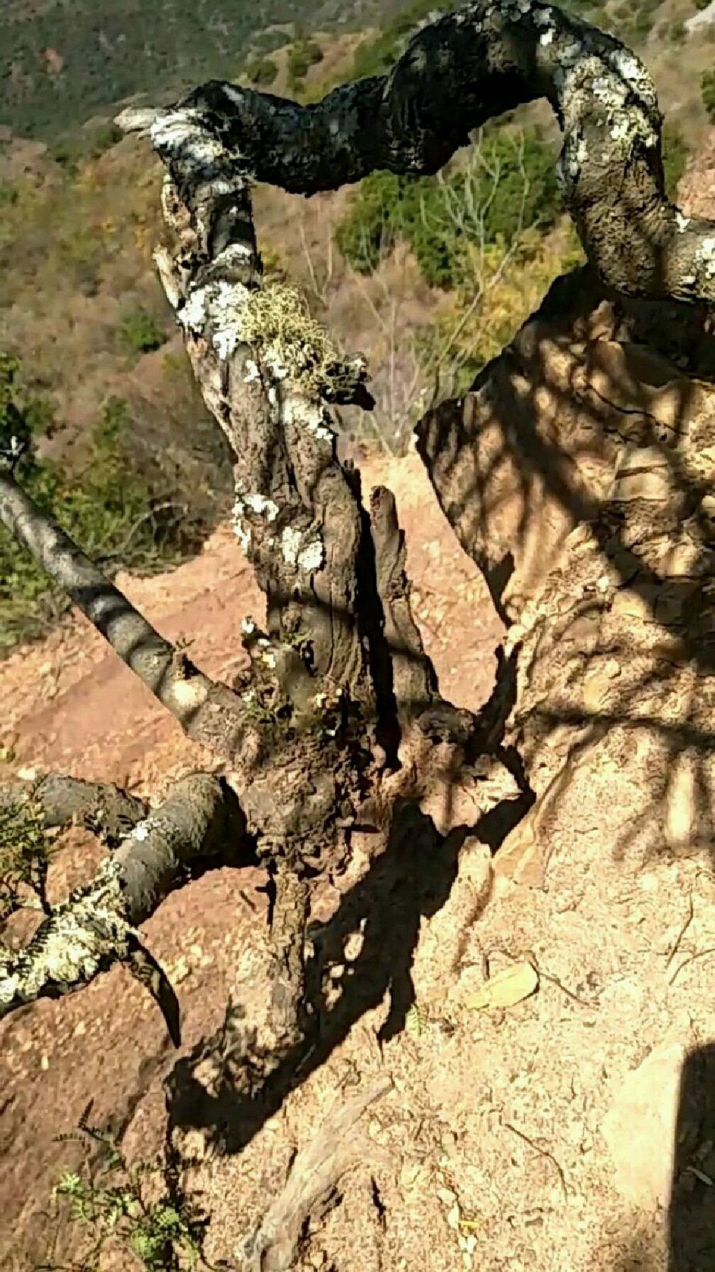 玩强的老桩小石积