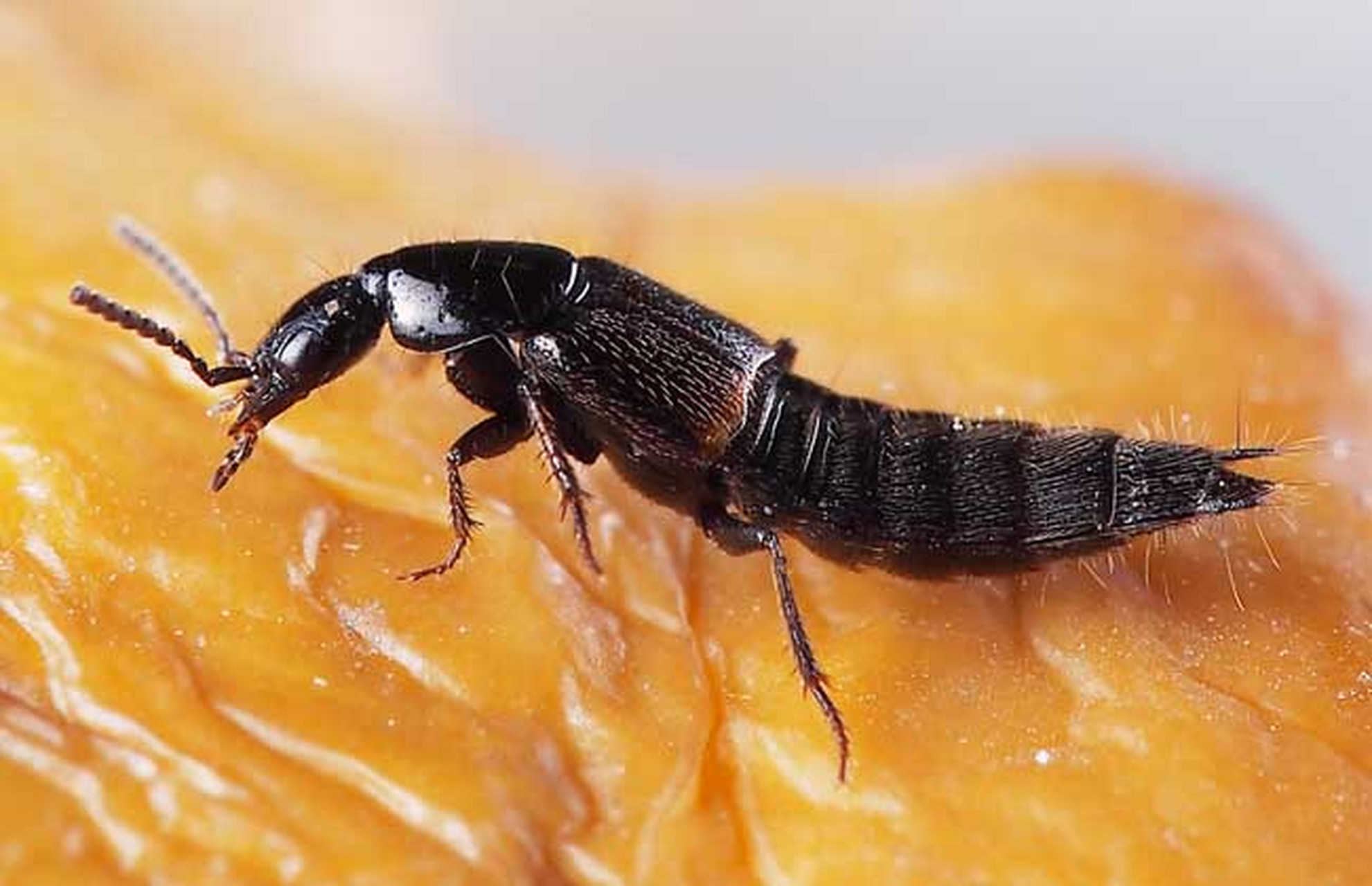 它的活跃期是每年的六至十月份,咬人后,毒液进入人