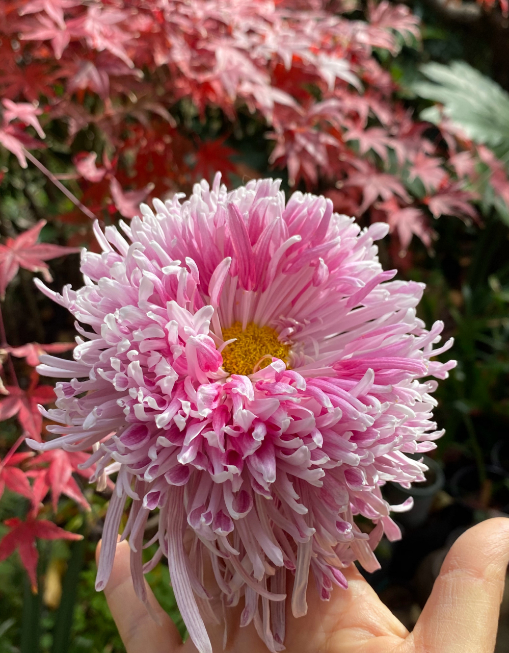 灰鹤展翅,花至末期的惊喜 菊花爆满山花.#一人一句为考研加油