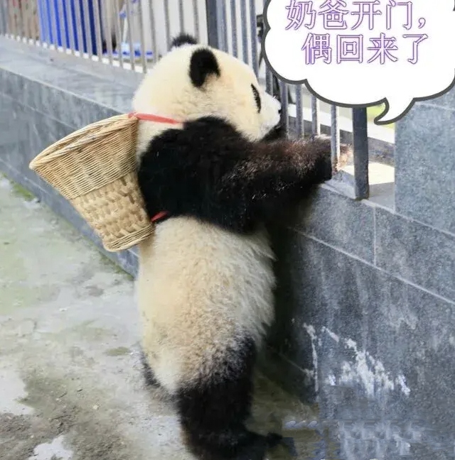 可可爱爱,背个小背篓,可是你奶爸知道你两手空空回来吗?