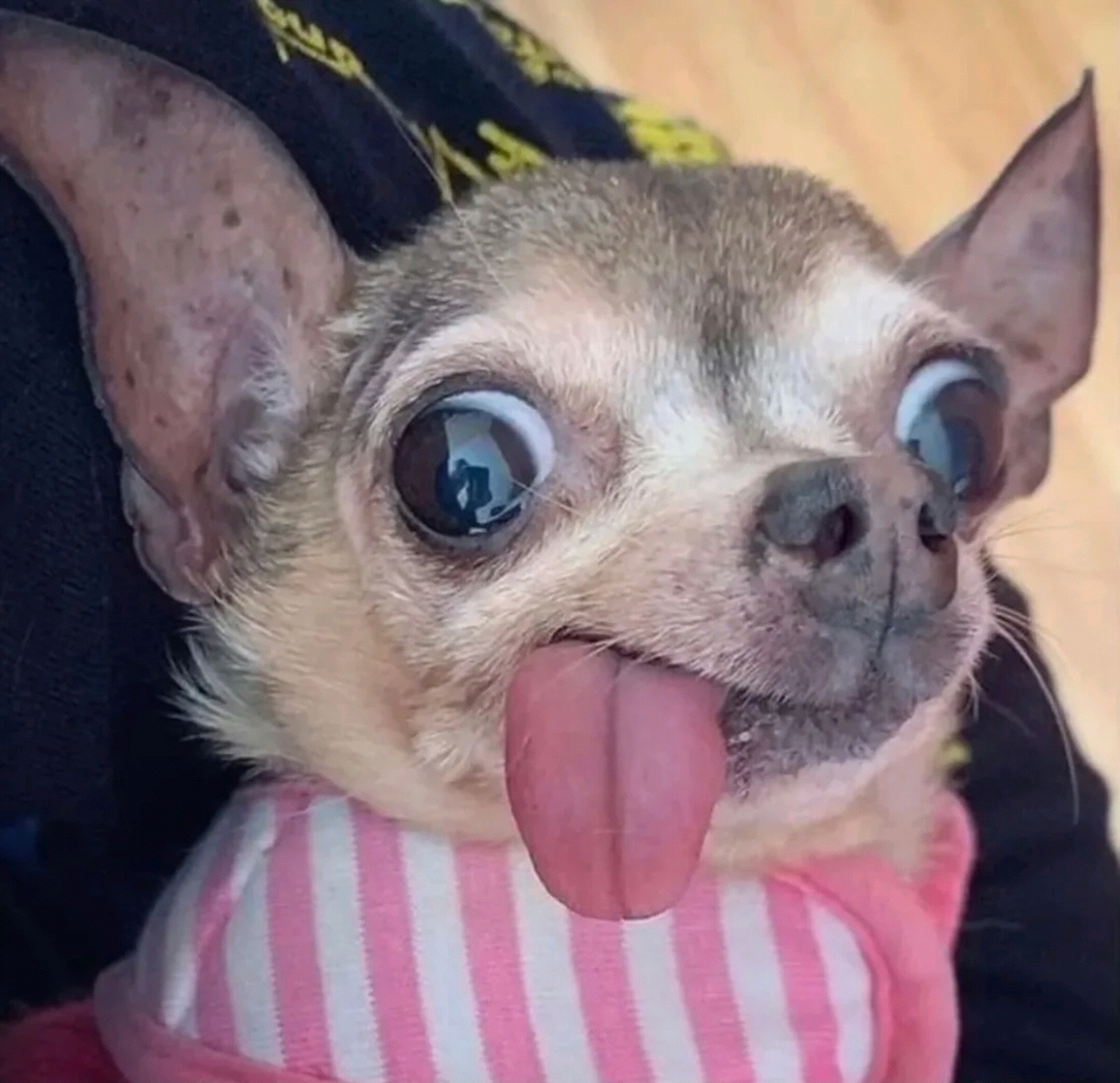 吐舌头的小狗,看着有点像憨豆![笑哭]#搞笑萌宠# #狗狗