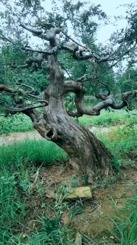 放养庭院地景大榆树,好靓野.
