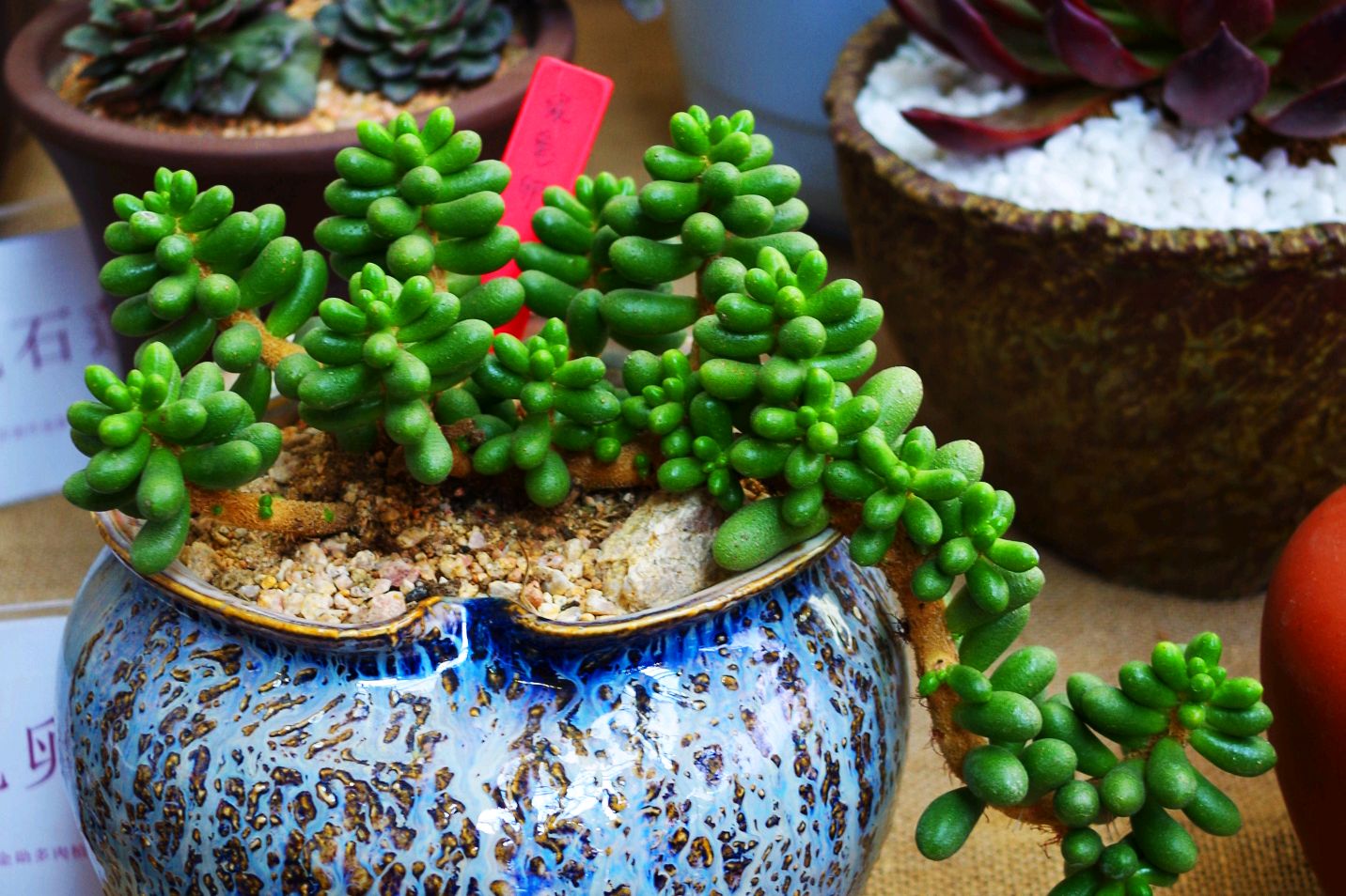 多肉绿龟之卵,初见不一定倾心,但养出裂纹却也憨态可掬