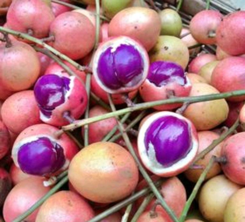 野生水果三丫果,酸酸甜甜的味道,愿你的生活也充满"甜味儿"