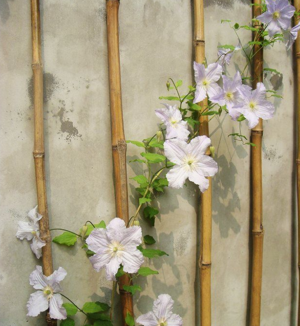 阳台种什么爬藤植物好