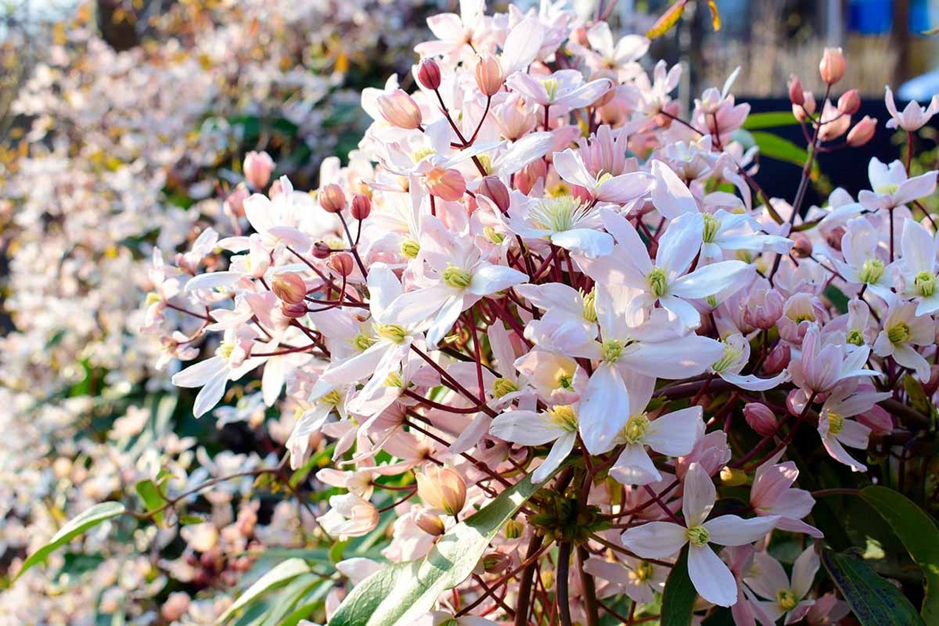铁线莲"苹果花"具备一流铁线莲的品质,是一个体型特大的家伙,可以攀爬