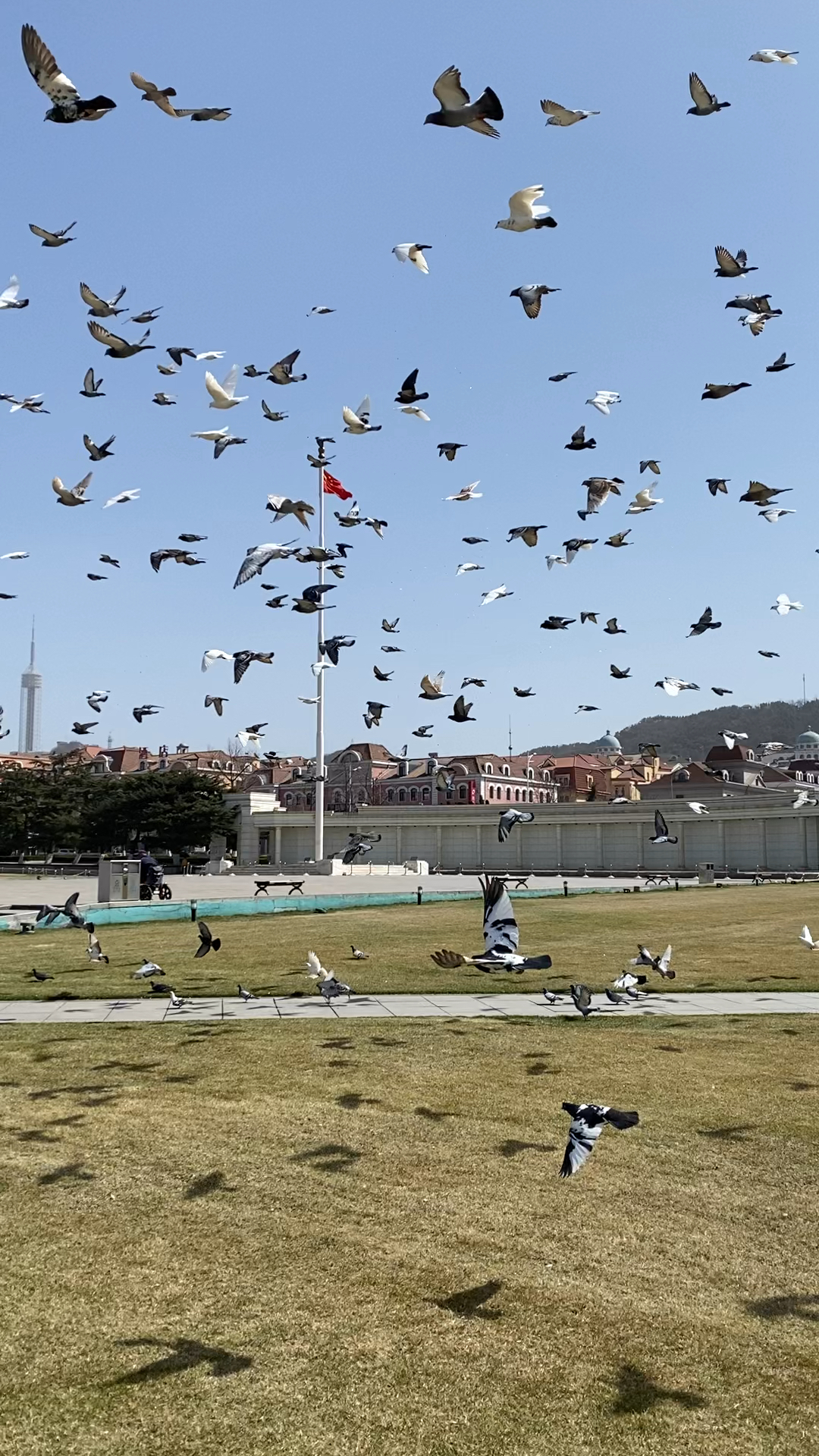 大连人民广场,飞翔的和平鸽