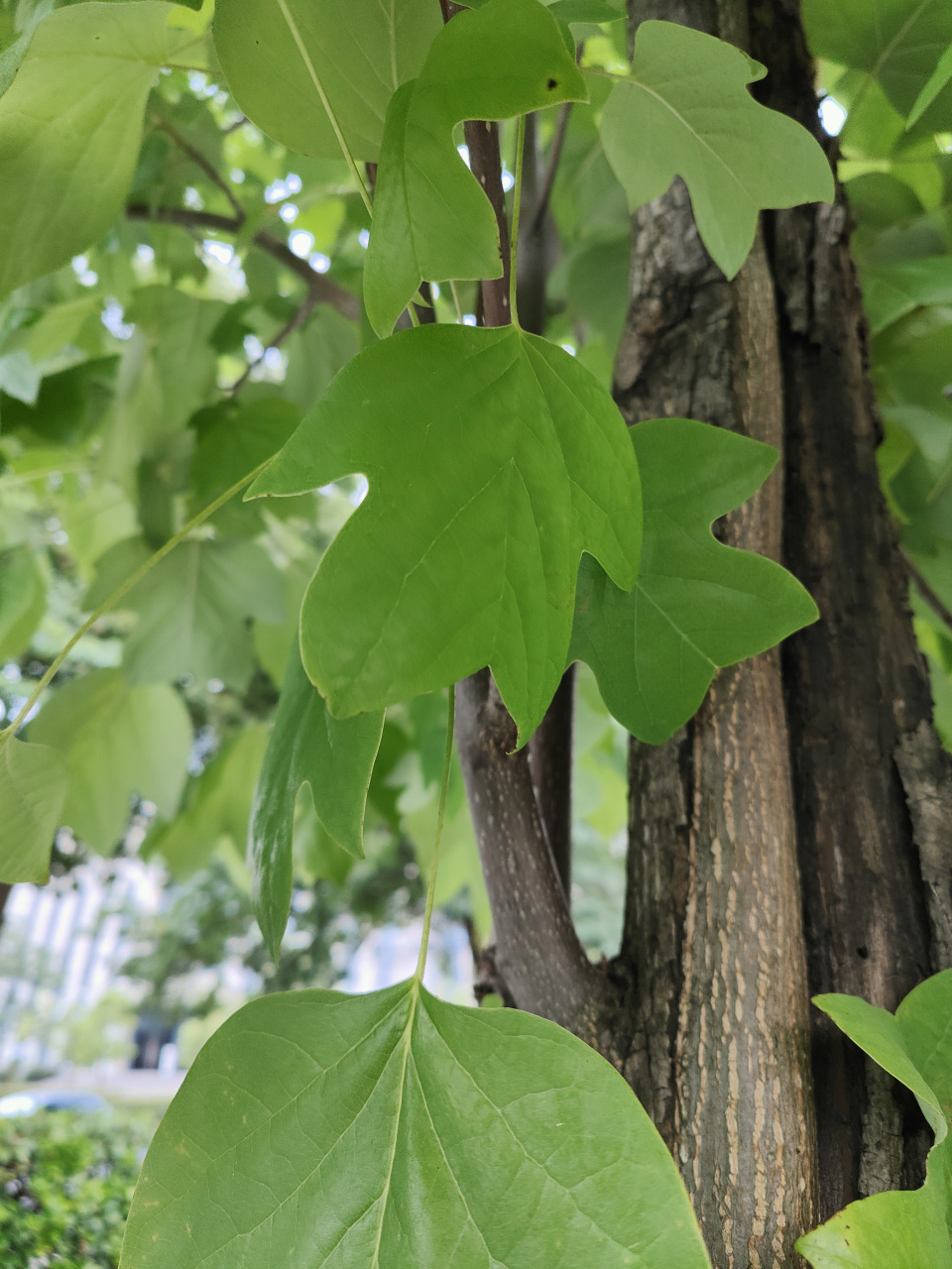 这就是马褂木得名的由来  它是木兰科的植物,还有一个名字叫鹅掌楸