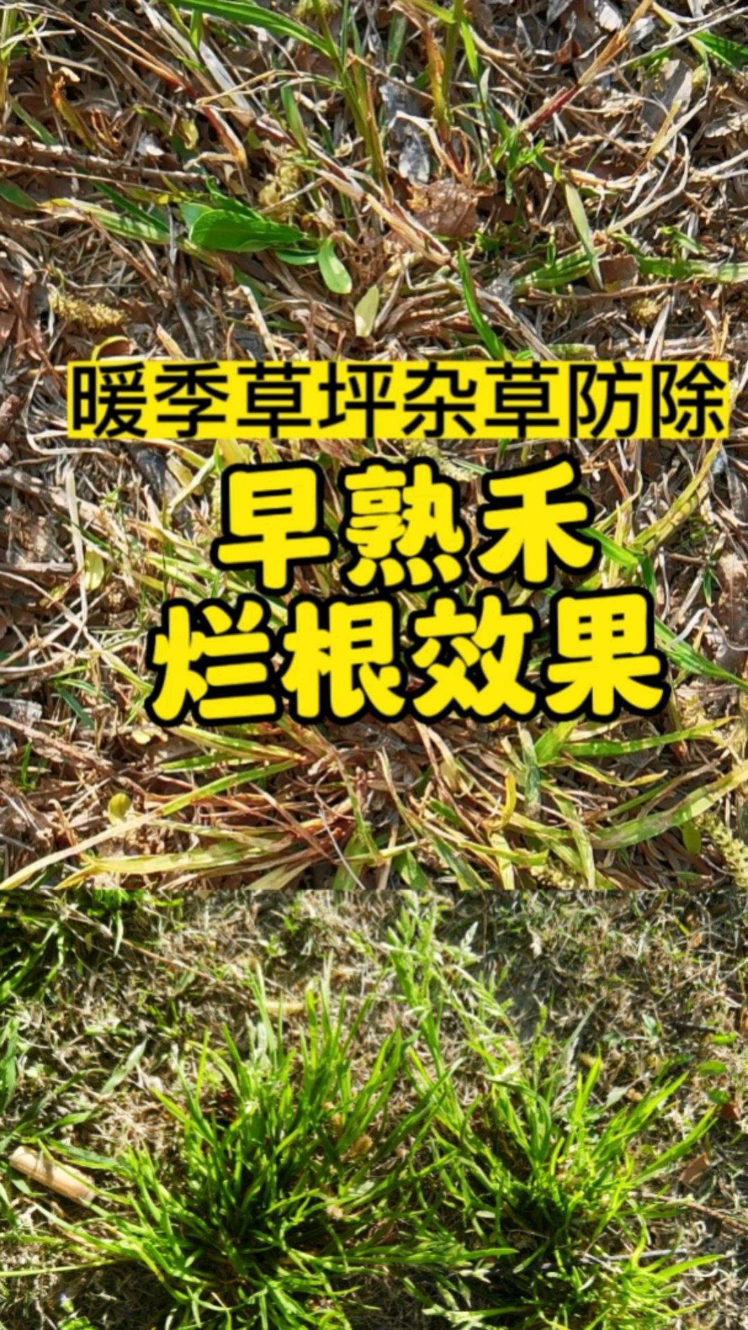 百慕大马尼拉台湾草除杂草农药除草剂-度小视