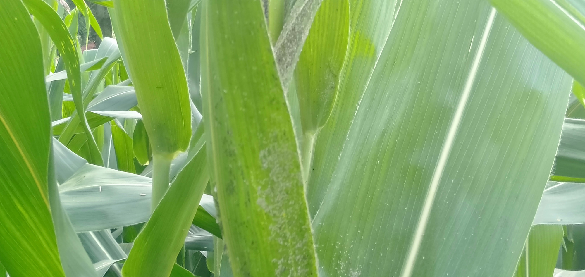 农民种玉米,缺钾时是什么症状,如何合理施肥,提高产量