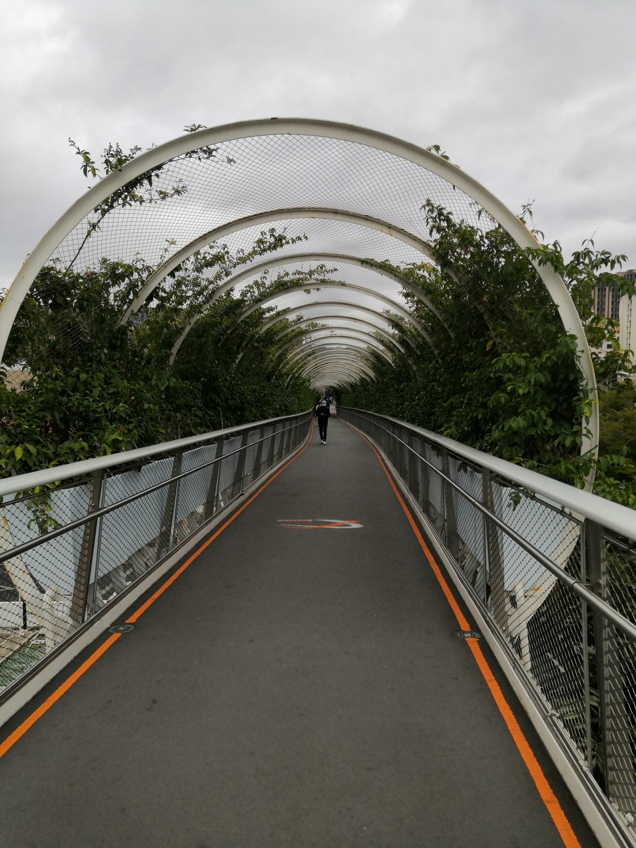 清晨的厦门山海步栈道,于城市中央却无城市之喧嚣,静谧而美好!