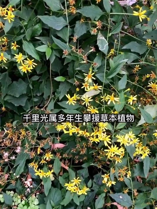 千里光和野菊花你能区分它吗?