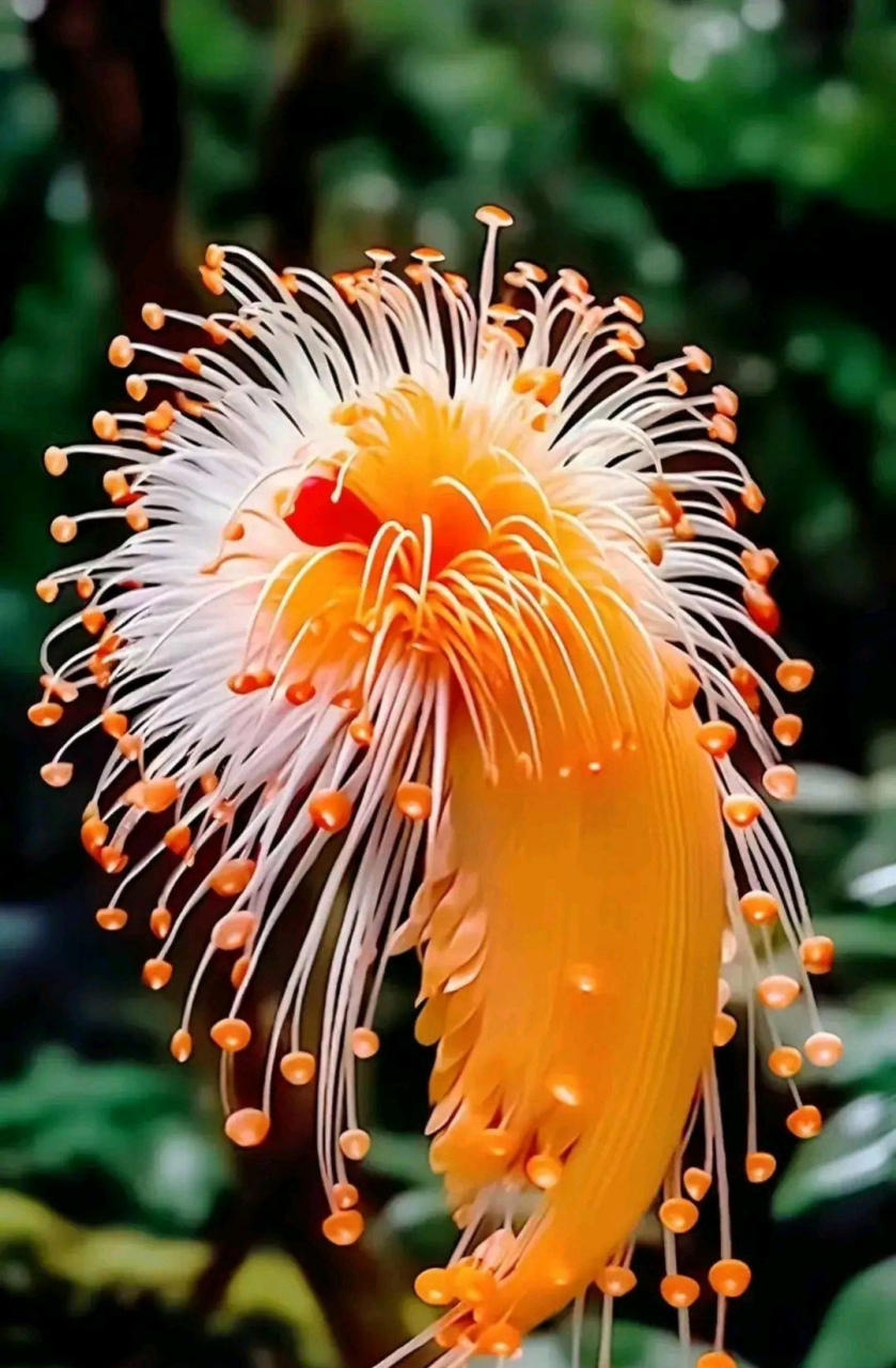 ai科技狠活:奇花异果