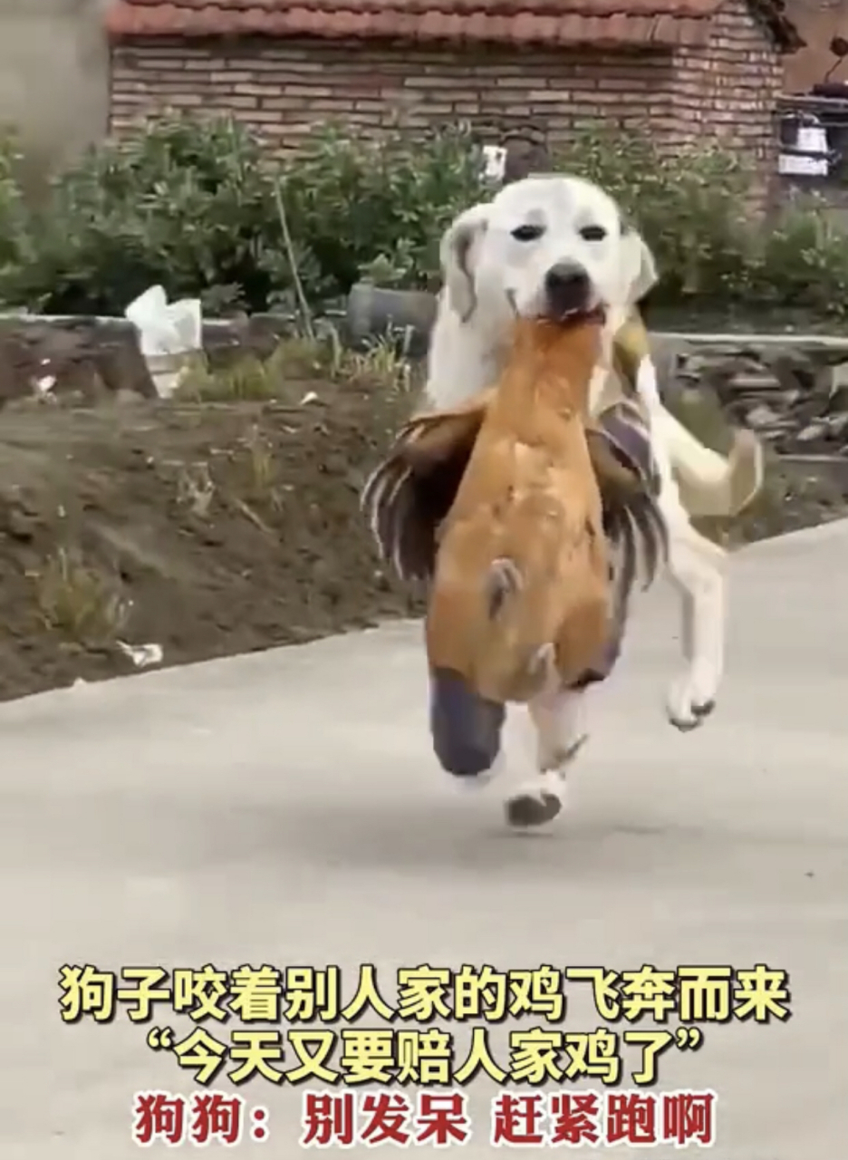 趣图搞笑# #狗狗