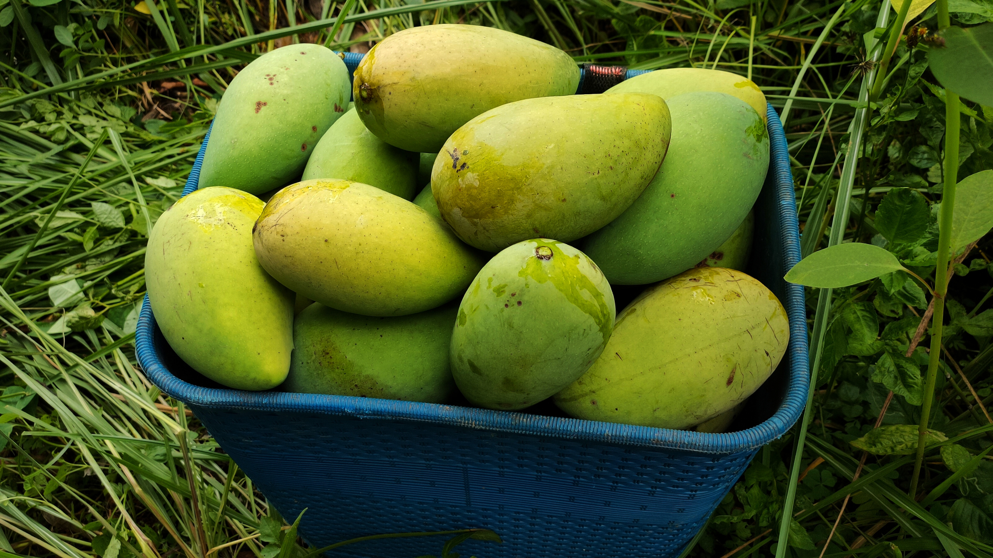 摘芒果有感:纯天然,树上熟,人间至味