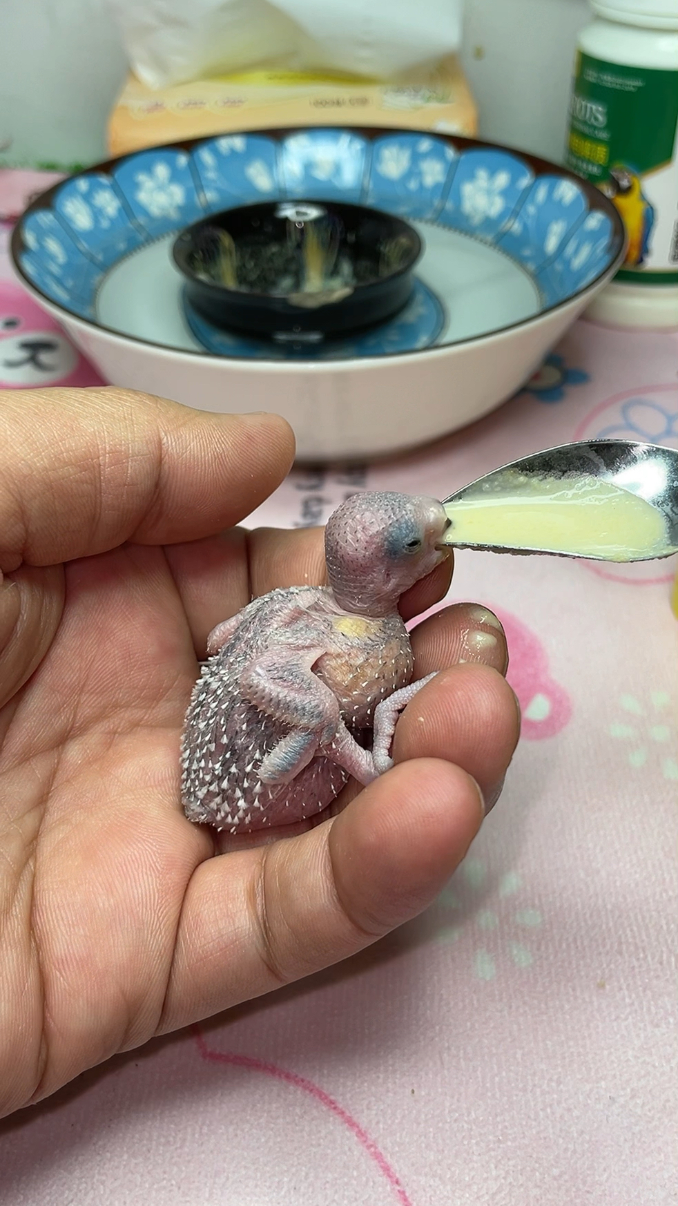 零天手养虎皮鹦鹉