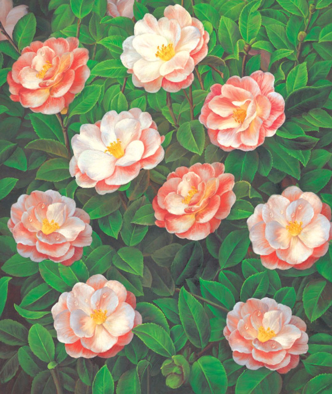 一起学书画:油画山茶花,不知道谁有更好的作品