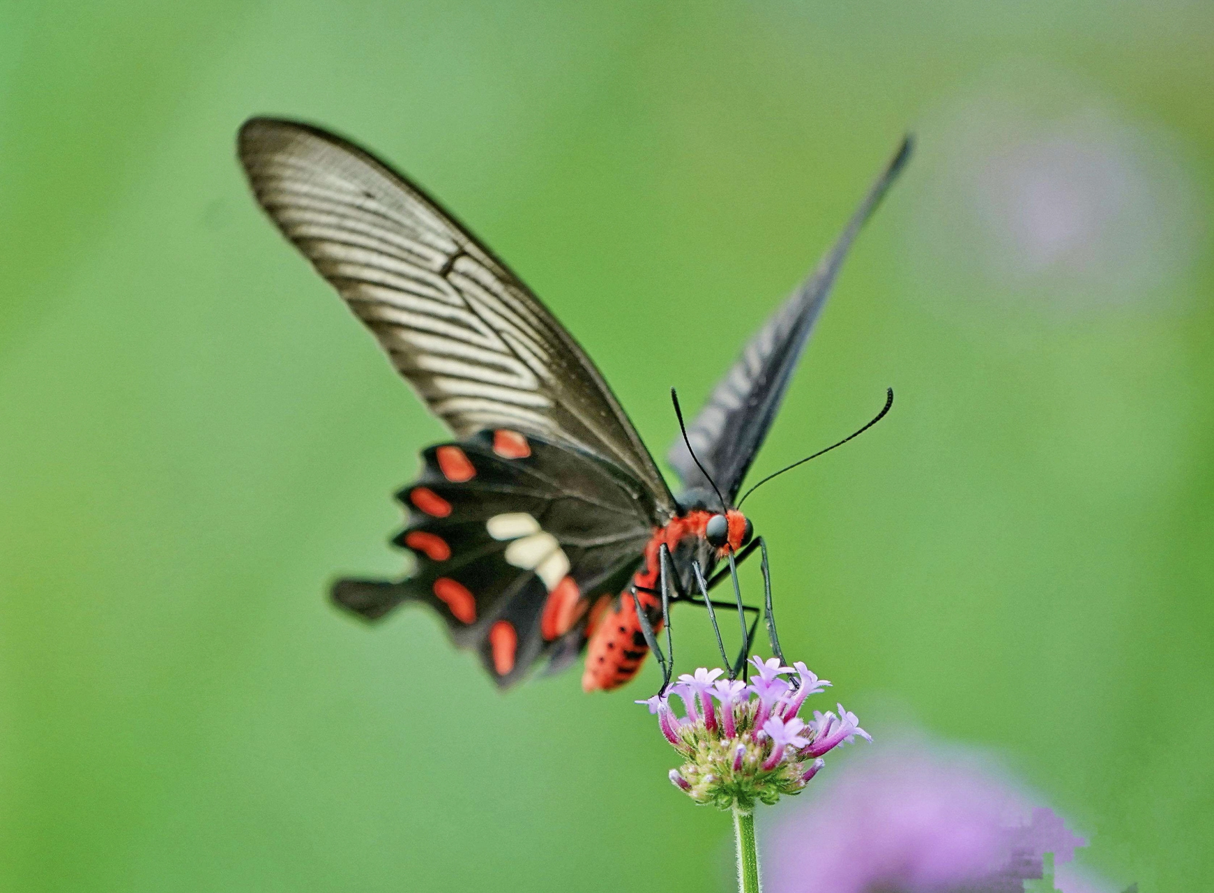 每天认识一种昆虫——红珠凤蝶 红珠凤蝶,别名红腹凤蝶,红纹曙凤蝶.