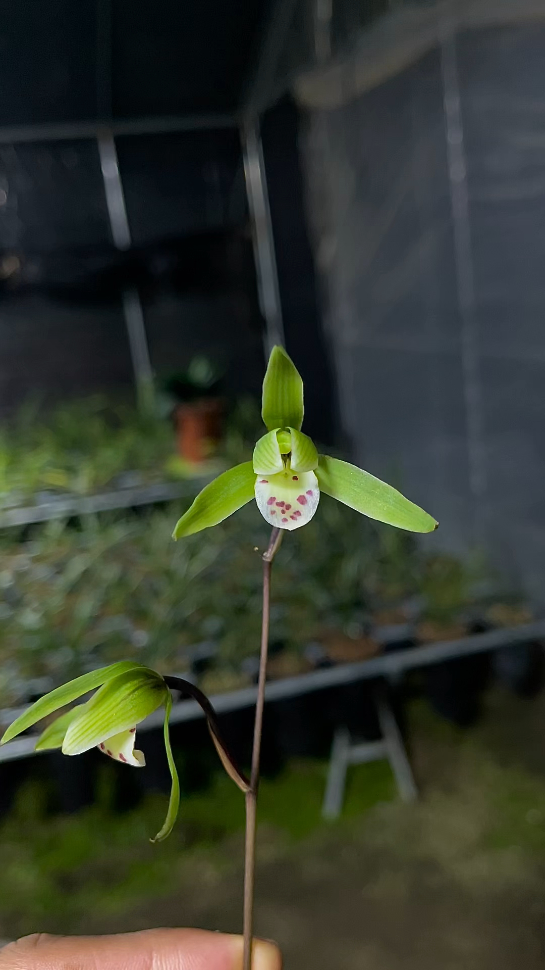 细叶寒兰荷型花.