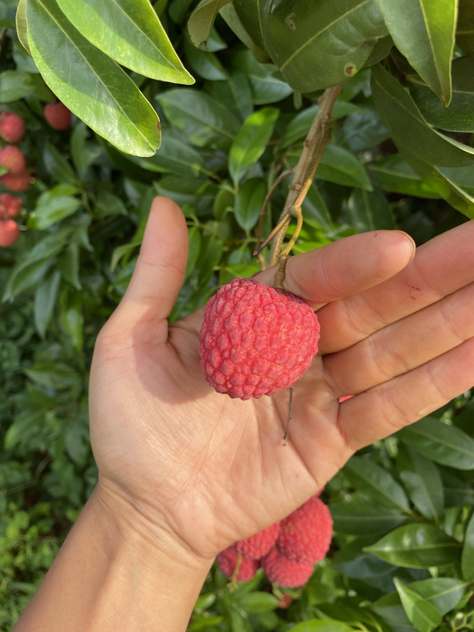 中国红品种荔枝也叫情人荔,核小多汁,脆口清甜,是近些年来较为受大众