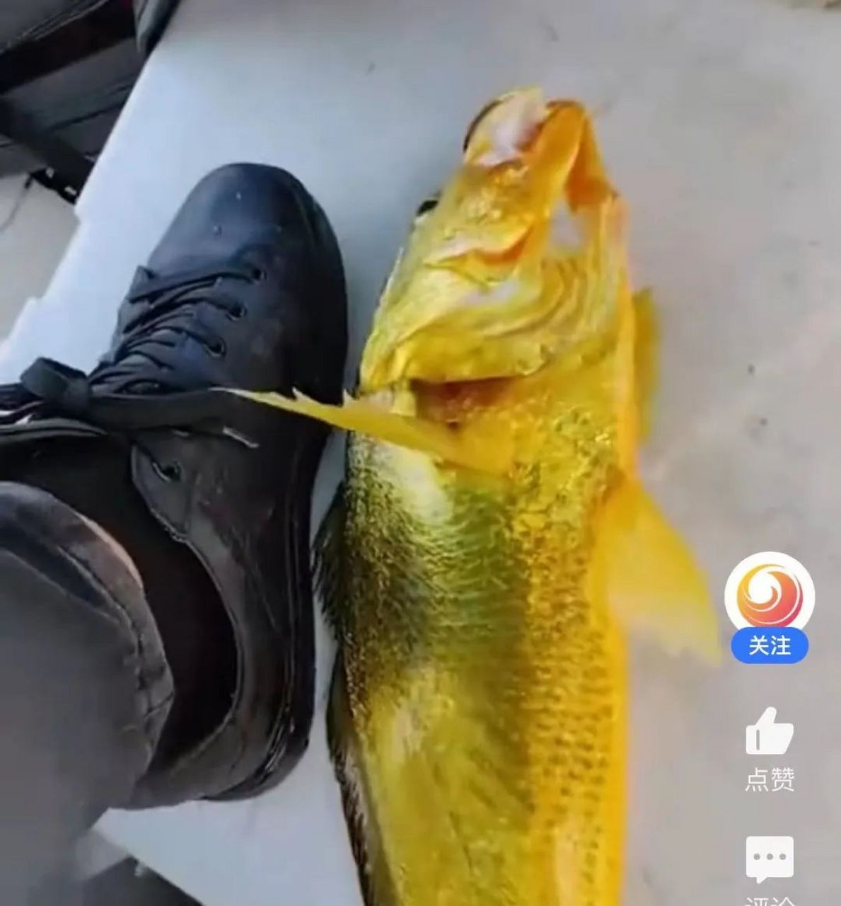 浙江舟山一位游客意外钓到野生大黄鱼,约4斤重,浑身金光闪闪,市场价过