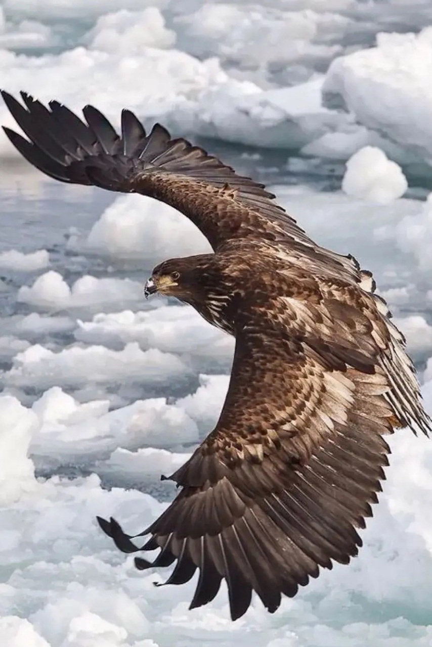 雄鹰展翅,气势磅礴,翱翔在广阔的天空中7515它拥有着犀利的目光