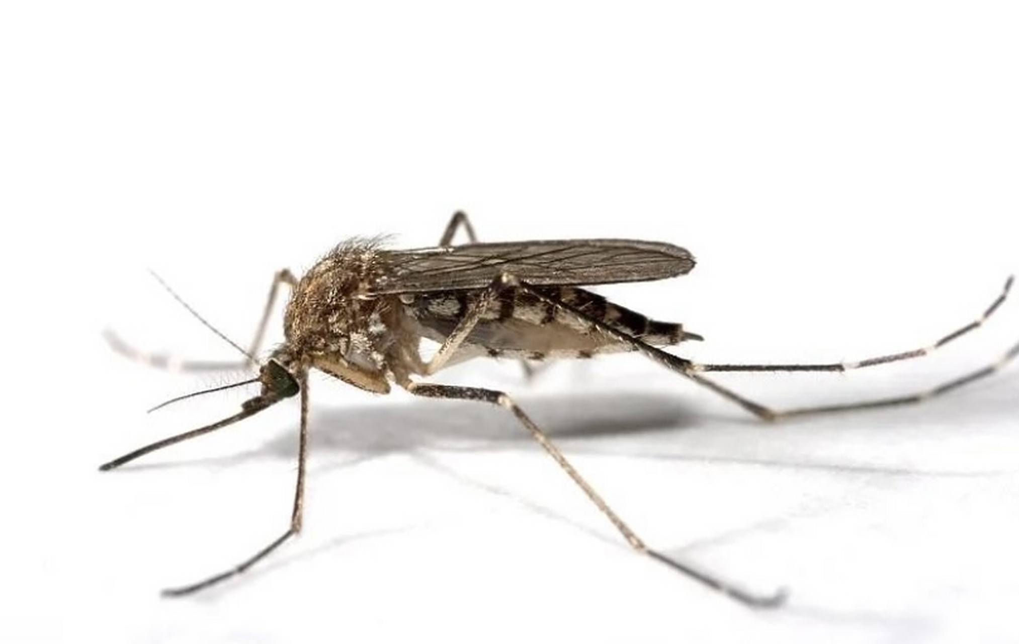 咱就是说这秋天的大花蚊子,为啥老是叮我!