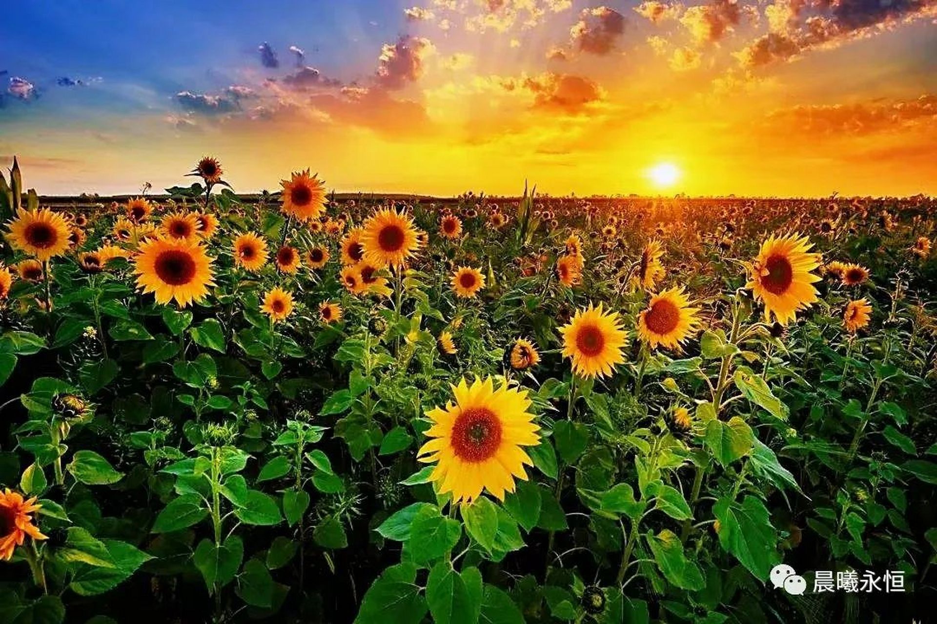 逐光而行,向阳而生".人生本该如此,要拥有一颗阳光温暖的心.