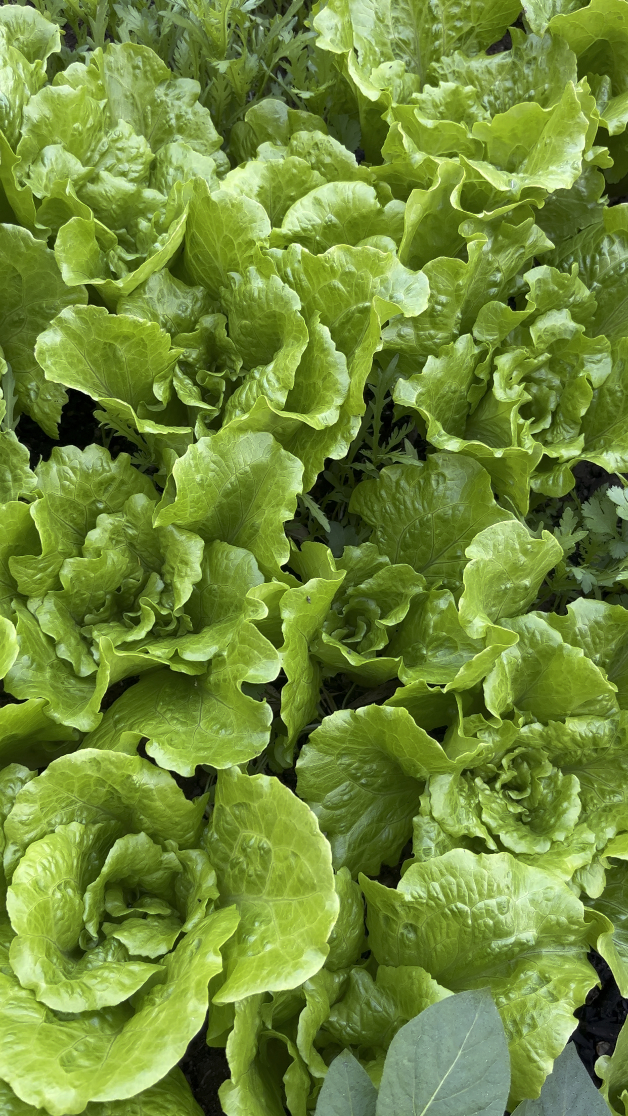 实现生菜自由这个品种叫意大利生菜一点也不苦喜欢吃生菜的朋友们赶紧