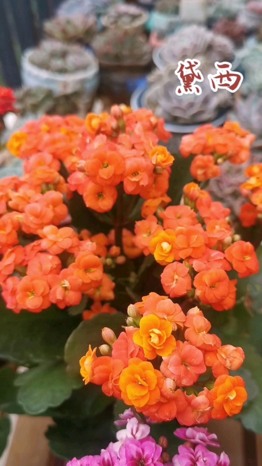 橙红色的长寿花黛西太美啦已经开花一个月了花期超长