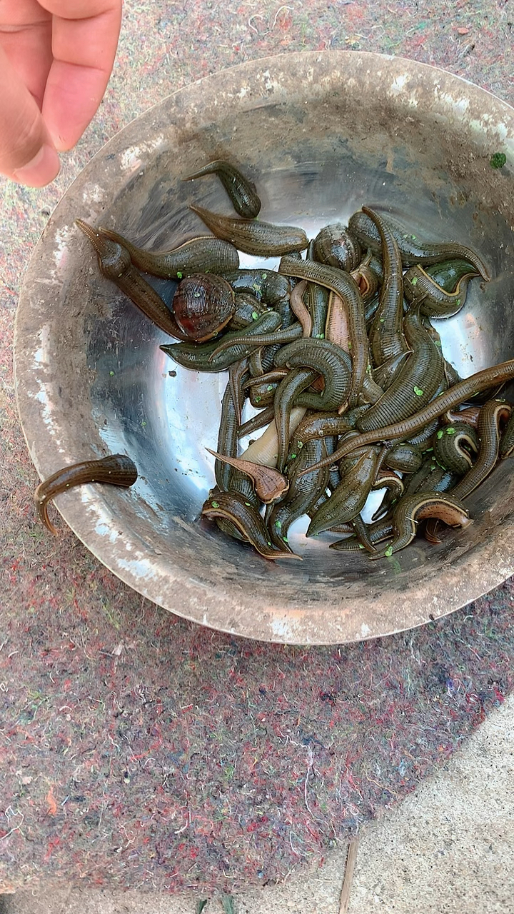 第一次见白色的水蛭