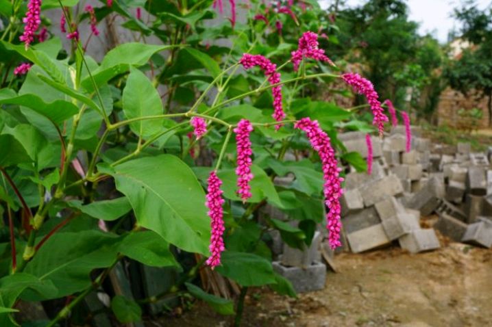 荭草是一种什么样的植物?