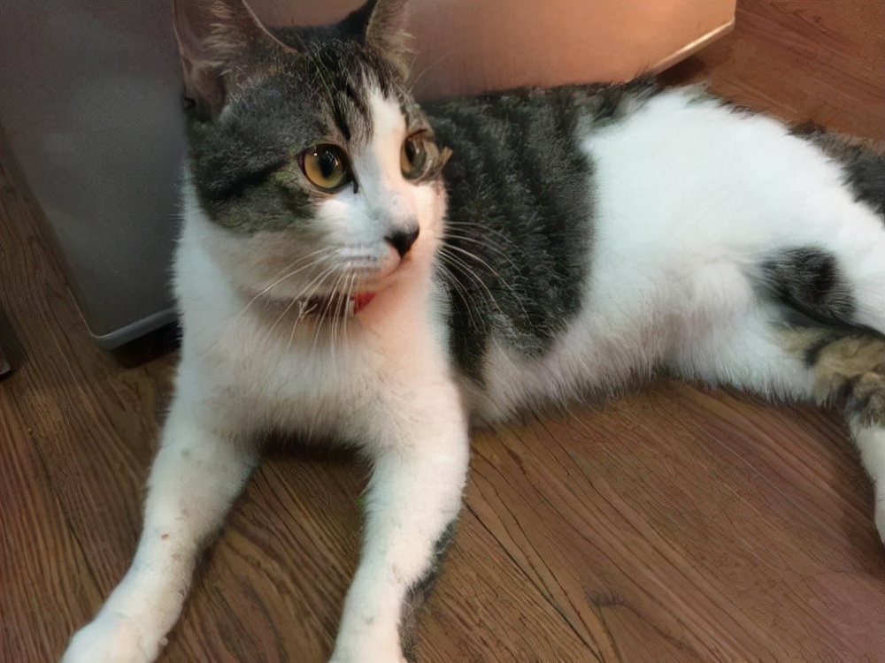 中华田园猫蜀地四耳神猫-四川简州猫