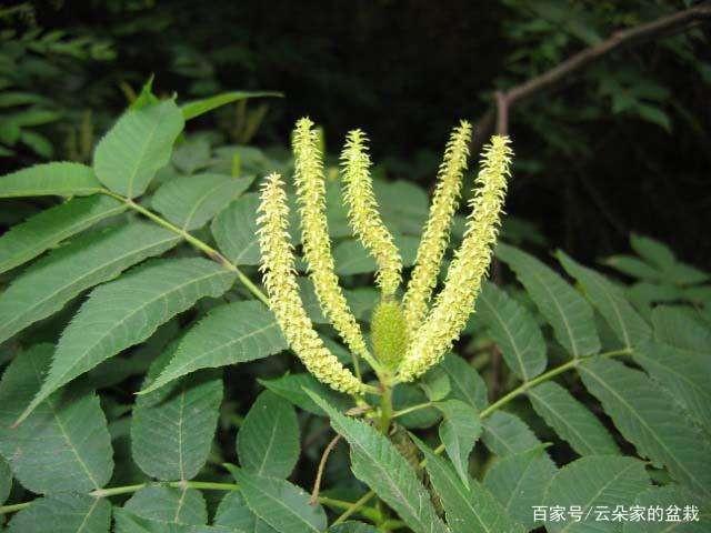 这东西,人称