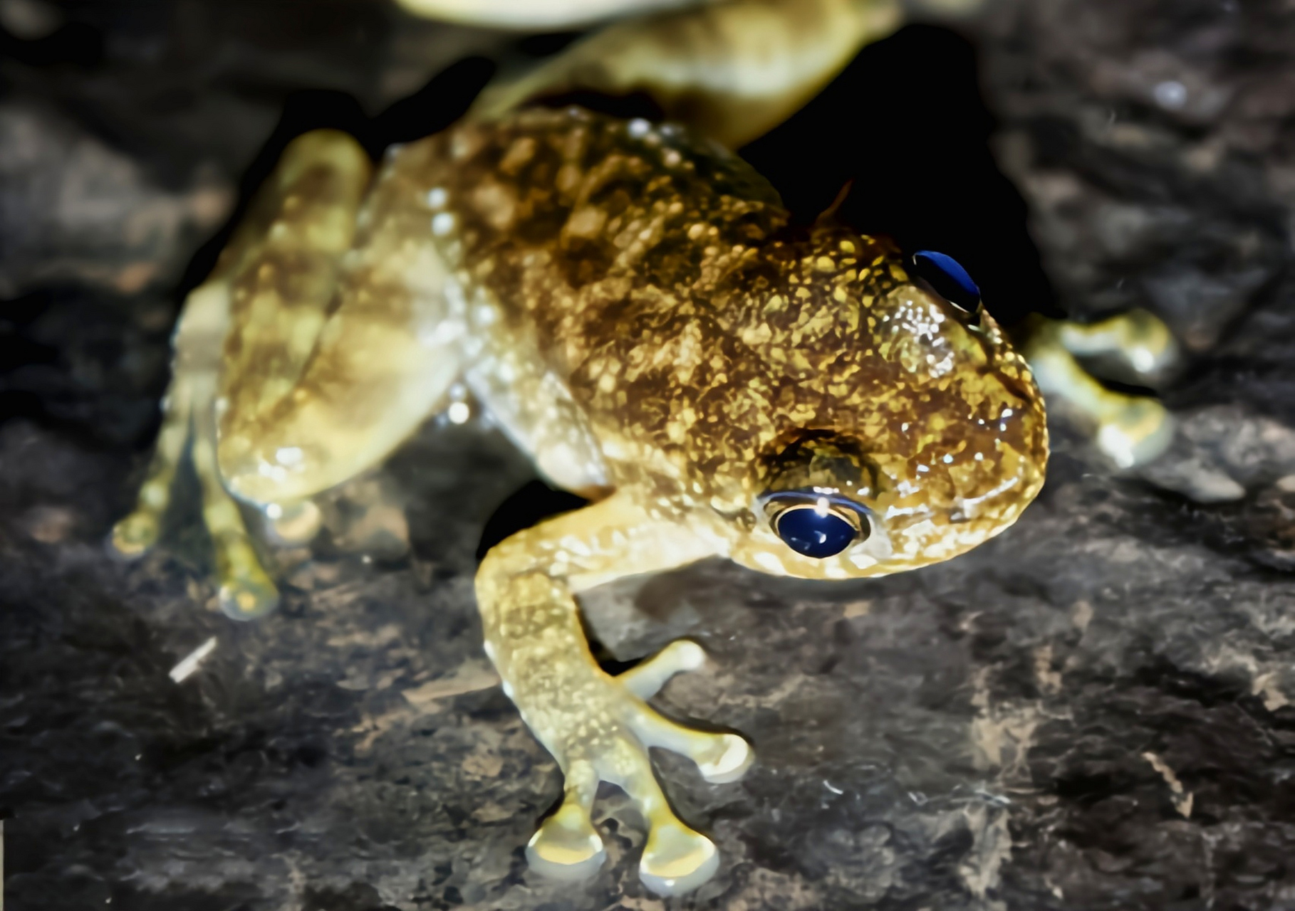 每天认识一种动物——香港湍蛙 香港湍蛙产自中国福建,香港,是我国