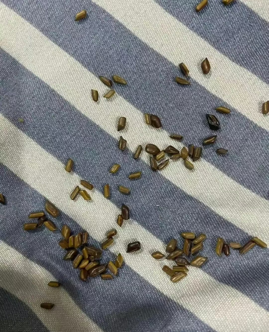 这是什么?老鼠粑粑嘛?