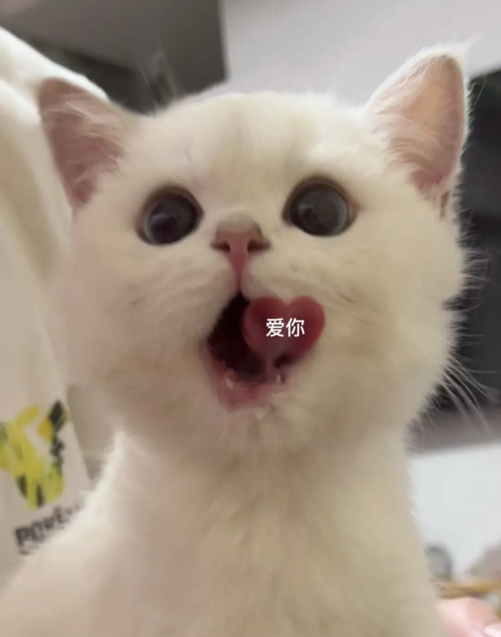 网友:这小喵星人真的好会哦,它竟然会用舌头比心耶